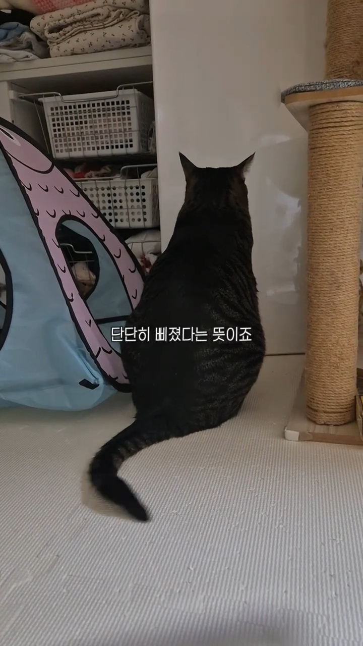엽떡-때문에-삐낀-고양이🤣-4-이미지