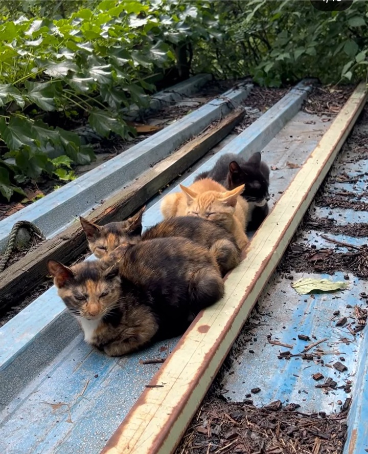 관악산에-사는-고양이들-밥주러-365일-산-타시는-집사님-이야기-들어봐주라.-+아가냥들-입양소식-15-이미지