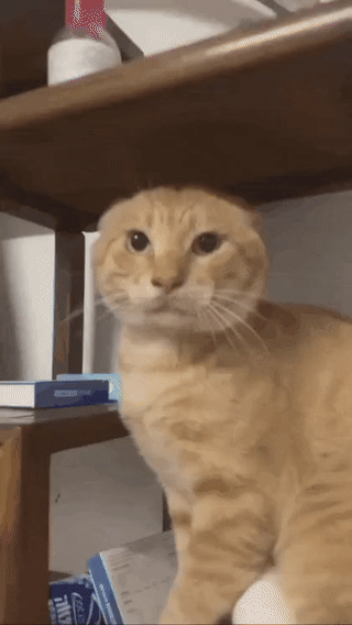 이제-슬슬-구분이-안가는-ai영상-수준-ㄷㄷㄷ-0-이미지