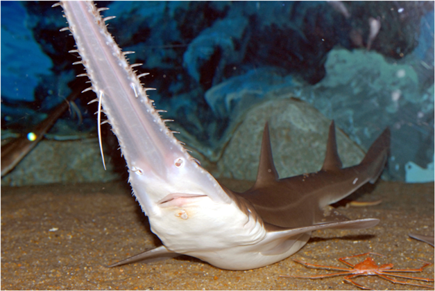 톱상어가-망충한-이유-0-이미지