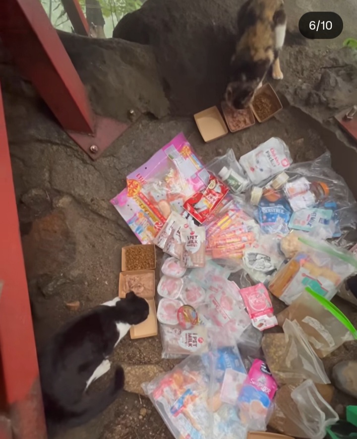 관악산에-사는-고양이들-밥주러-365일-산-타시는-집사님-이야기-들어봐주라.-+아가냥들-입양소식-2-이미지