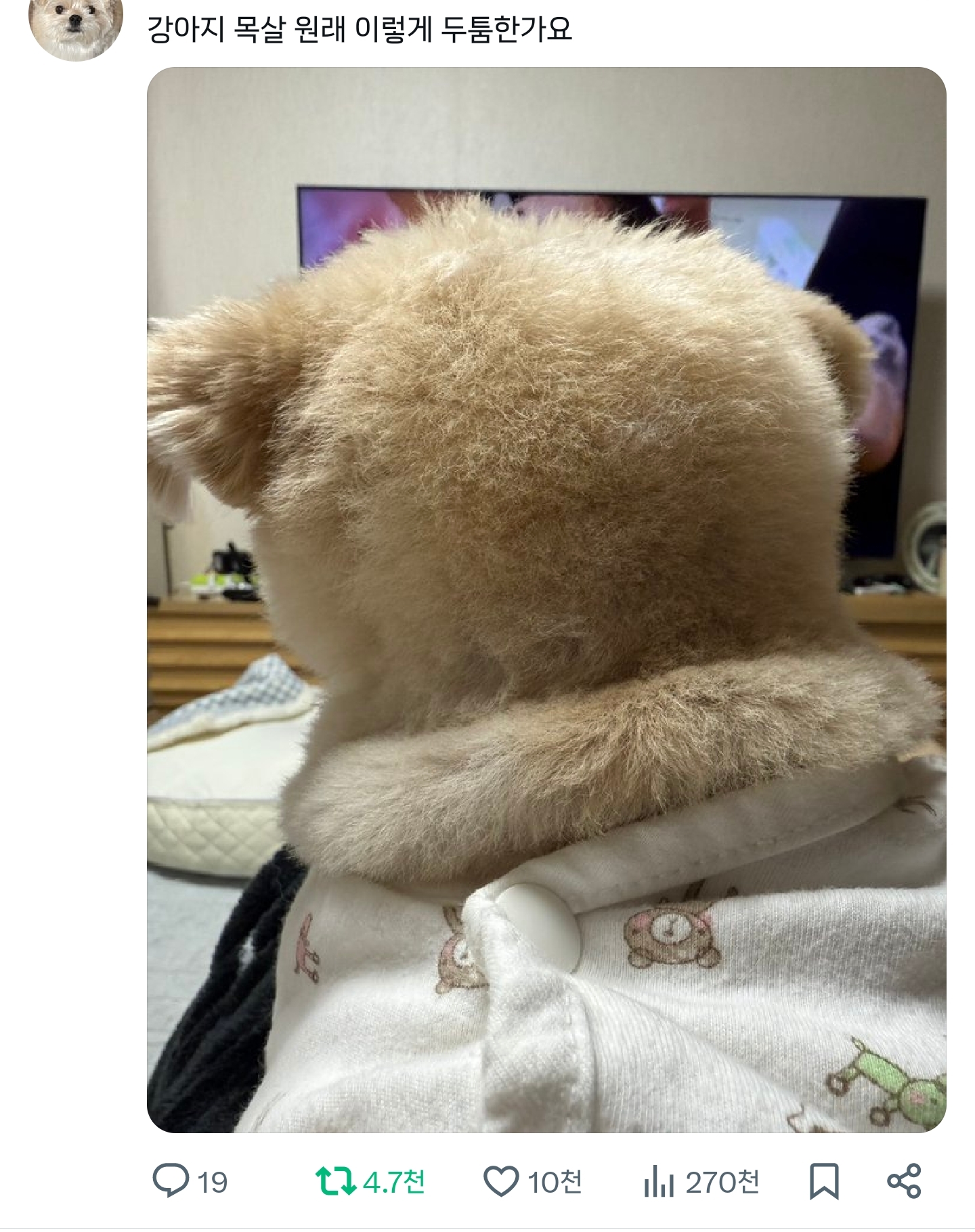 강아지-목살-원래-이렇게-두툼한가요-0-이미지