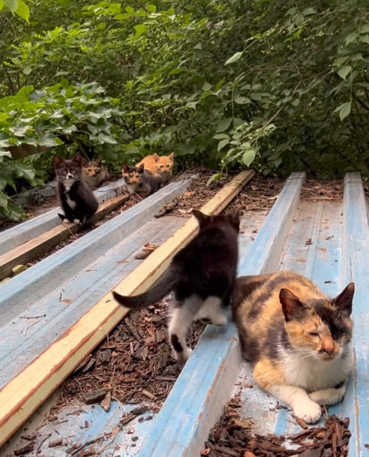 관악산에-사는-고양이들-밥주러-365일-산-타시는-집사님-이야기-들어봐주라.-+아가냥들-입양소식-7-이미지