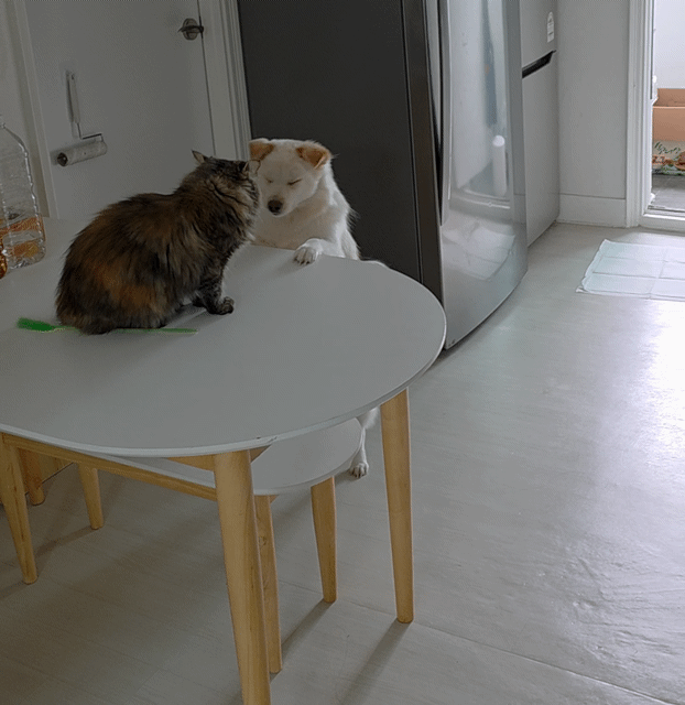 우리집-강아지-애옹이한테-맞을까봐-쪼는거-봐주라-0-이미지