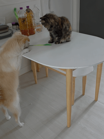 우리집-강아지-애옹이한테-맞을까봐-쪼는거-봐주라-1-이미지