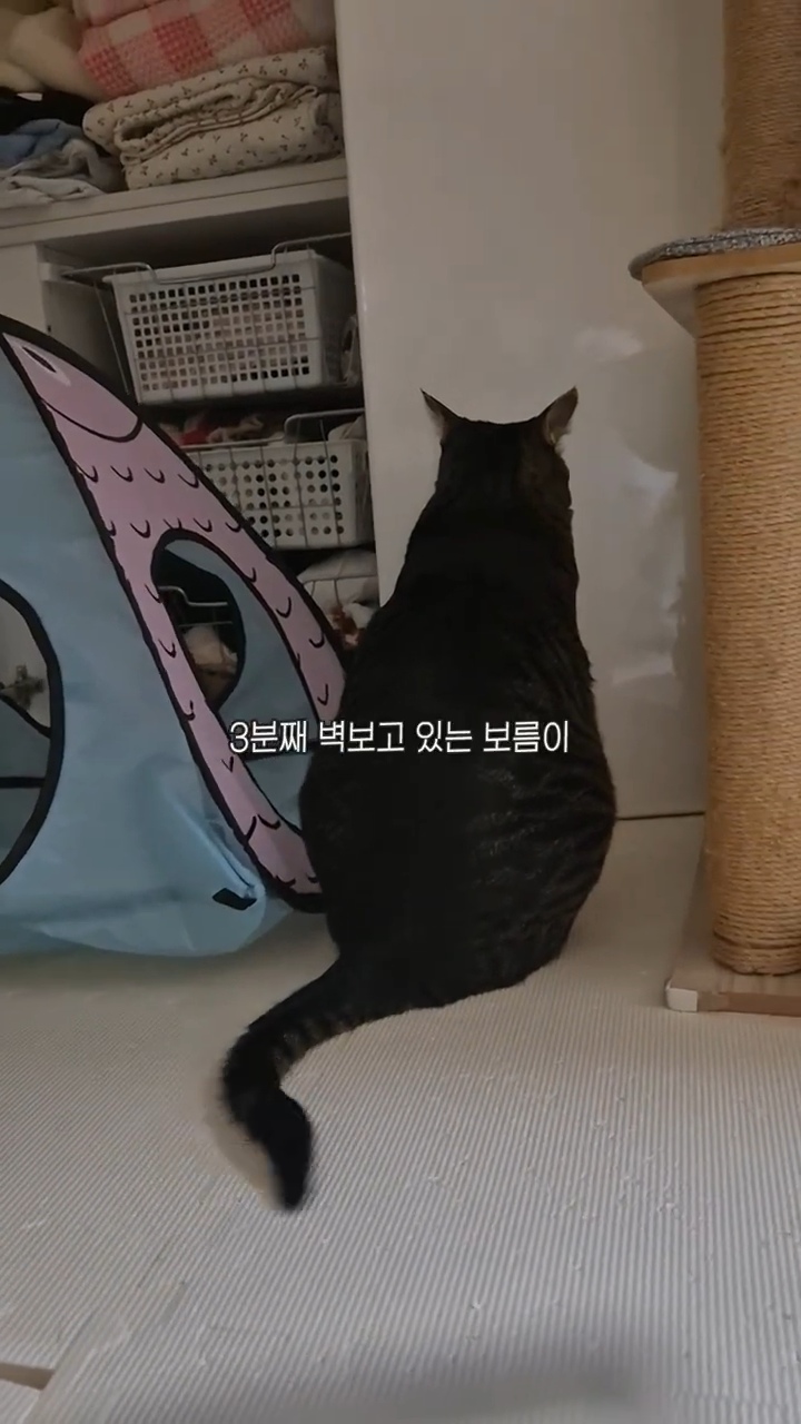 엽떡-때문에-삐낀-고양이🤣-1-이미지