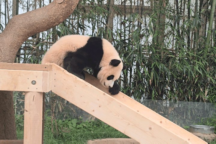 미끄럼틀-즐기는-루이바오-🐼-5-이미지