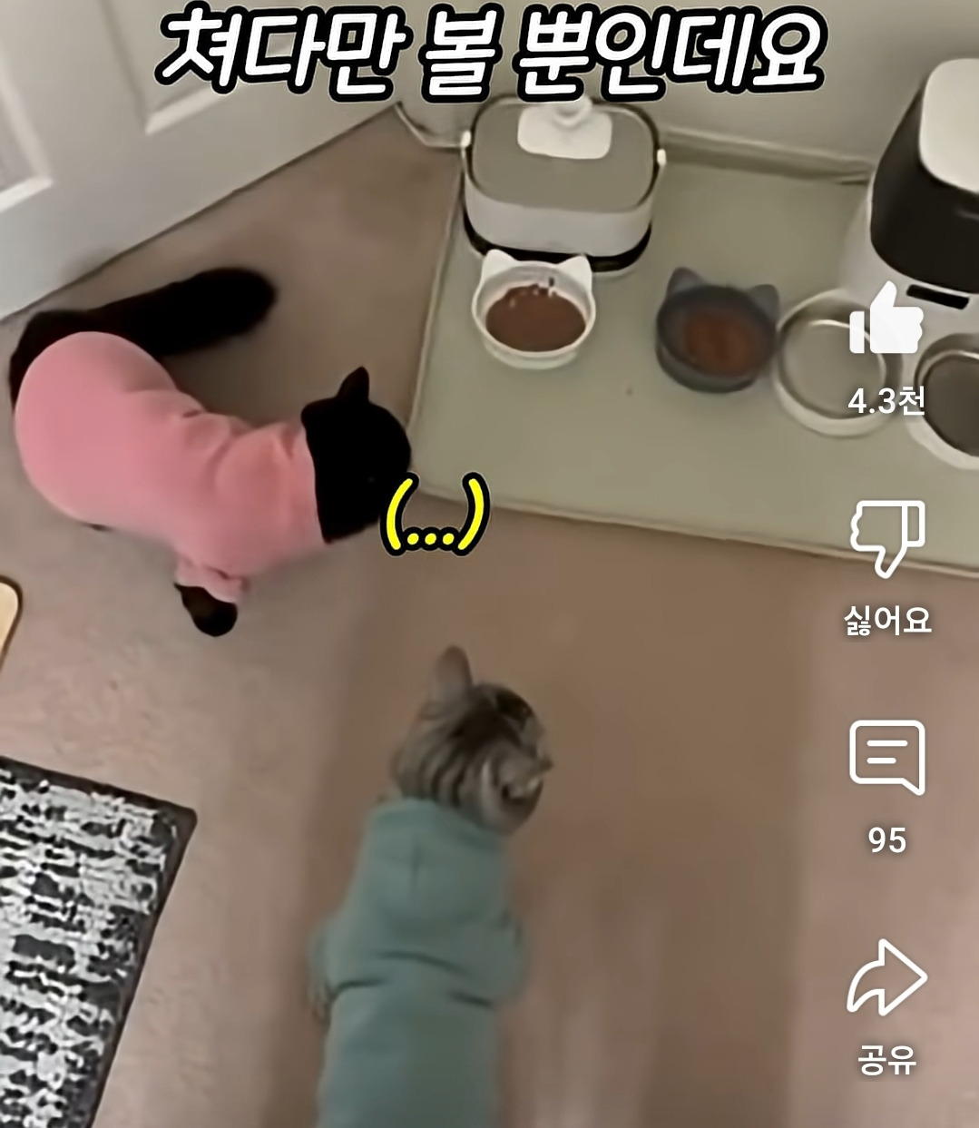 밥먹기전-이상한-루틴을-가진-고양이-0-이미지