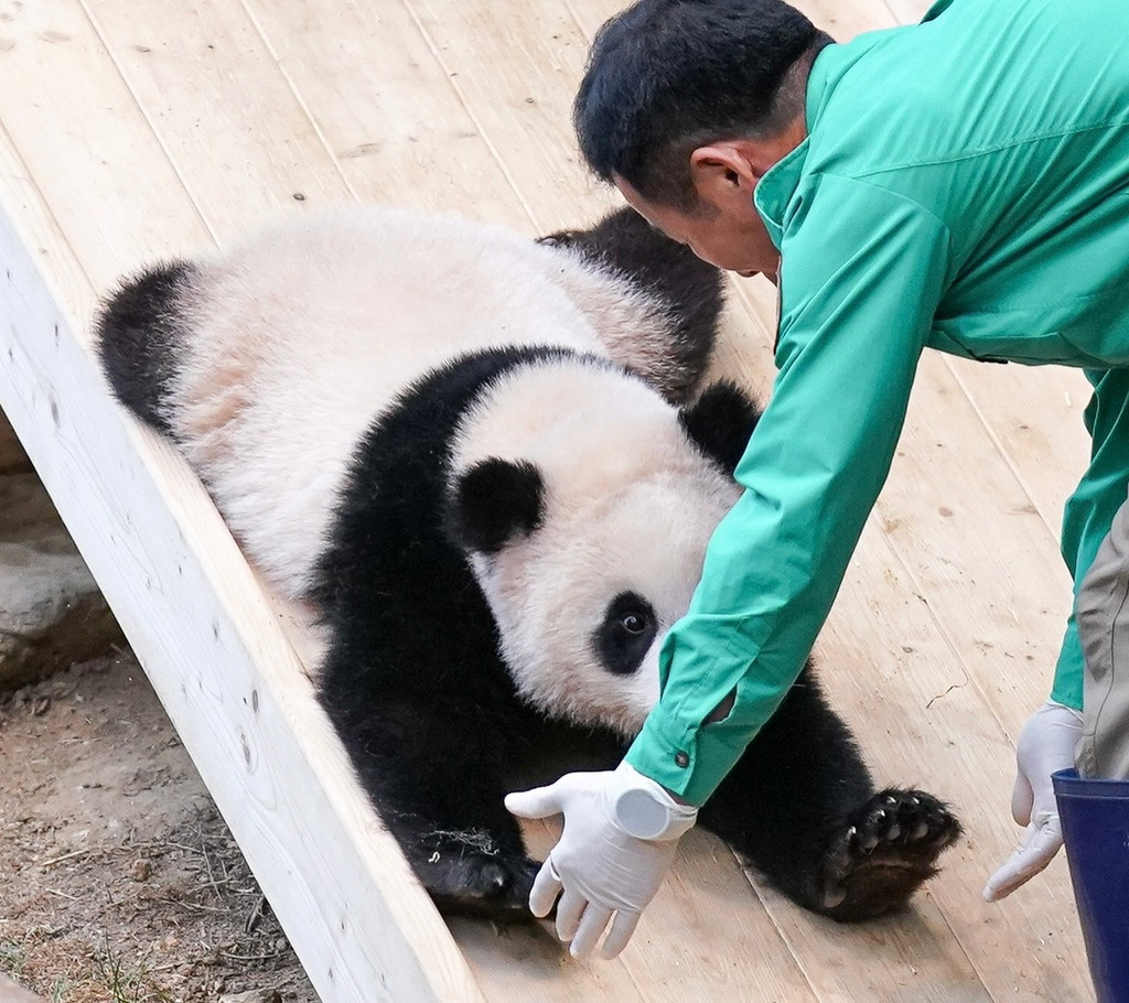 미끄럼틀-즐기는-루이바오-🐼-13-이미지