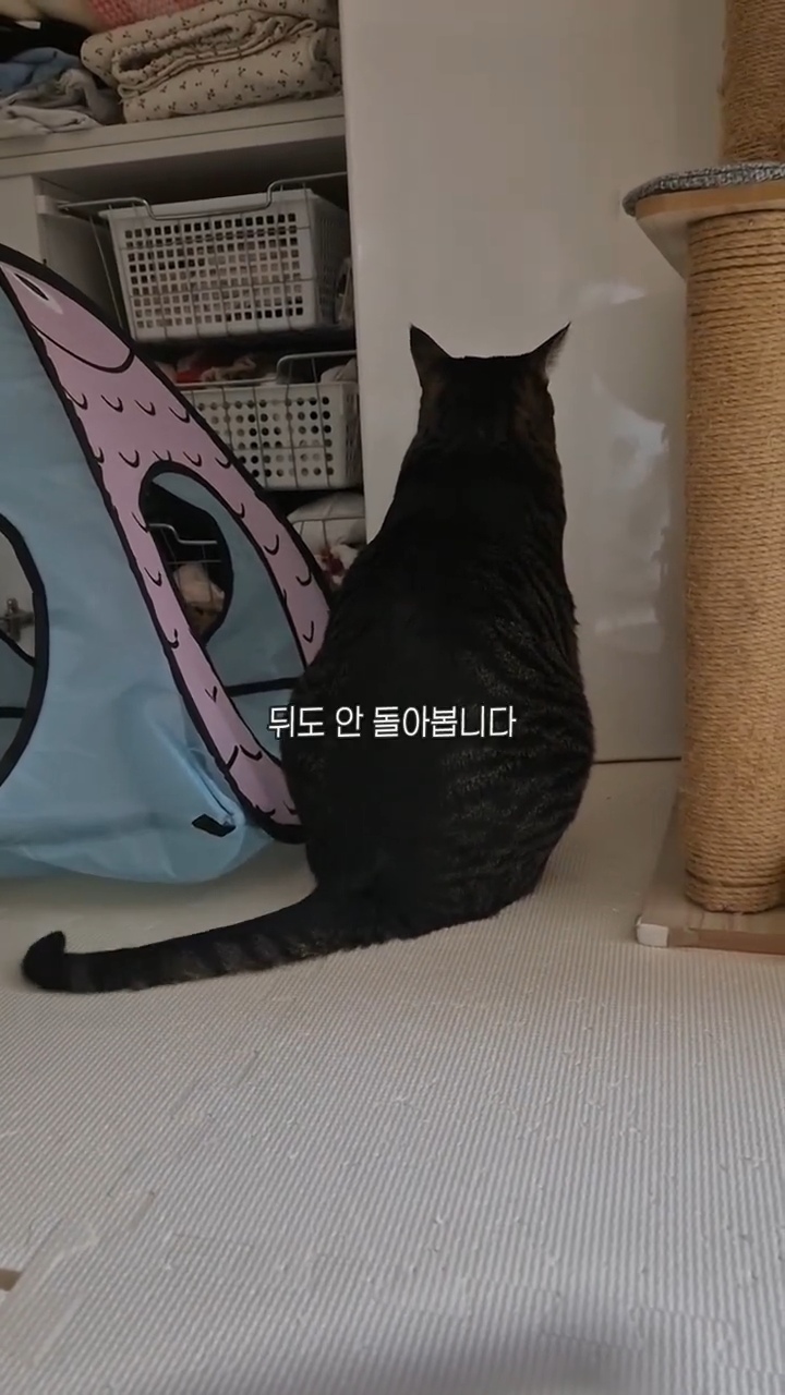 엽떡-때문에-삐낀-고양이🤣-3-이미지