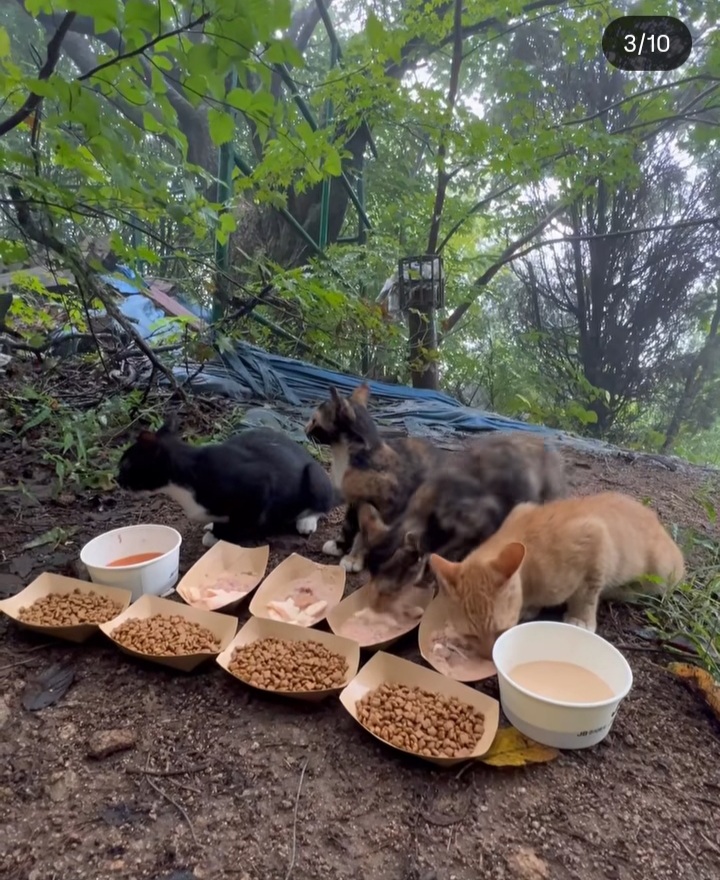 관악산에-사는-고양이들-밥주러-365일-산-타시는-집사님-이야기-들어봐주라.-+아가냥들-입양소식-13-이미지