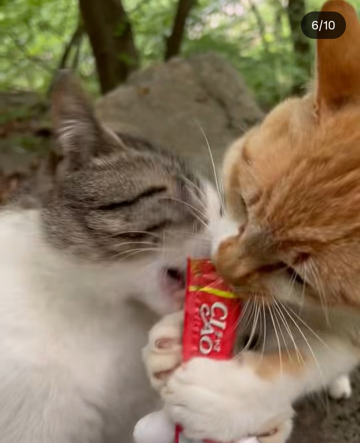 관악산에-사는-고양이들-밥주러-365일-산-타시는-집사님-이야기-들어봐주라.-+아가냥들-입양소식-4-이미지