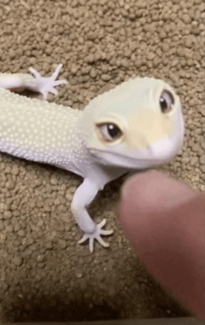 디즈니-캐릭터-같은-도마뱀-0-이미지