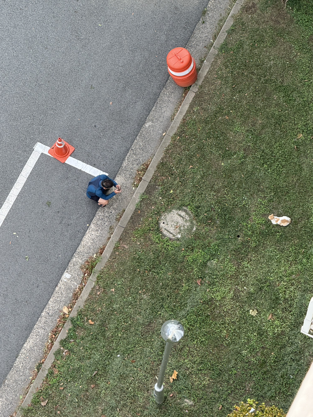 아파트-화단에-고양이-구경하다가-집-들어와서-아직도-있나봤는데-1-이미지