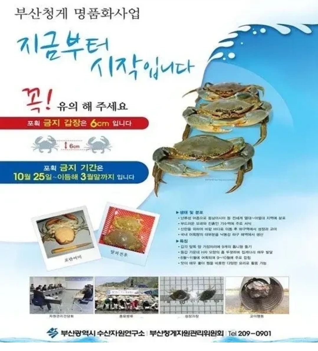 외래종인-톱날꽃게-근황-0-이미지