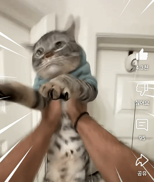 밥먹기전-이상한-루틴을-가진-고양이-2-이미지