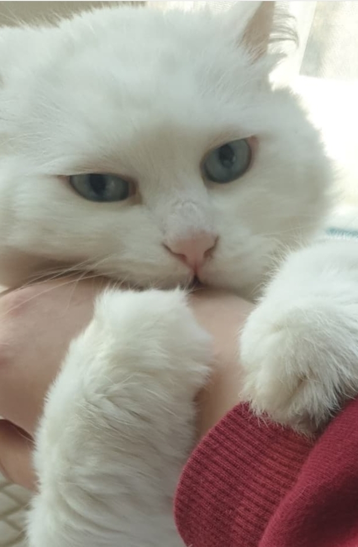 고양이의-여러-호칭-2-이미지