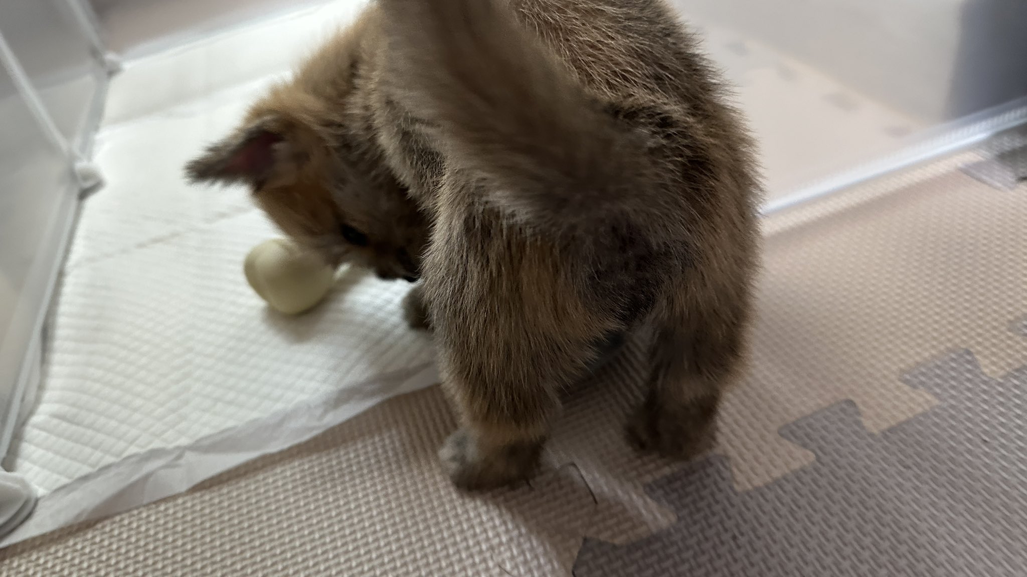 어느-학교-앞에-버려져-스티로폼-박스에-담겨-왔던-가나디.twt-11-이미지