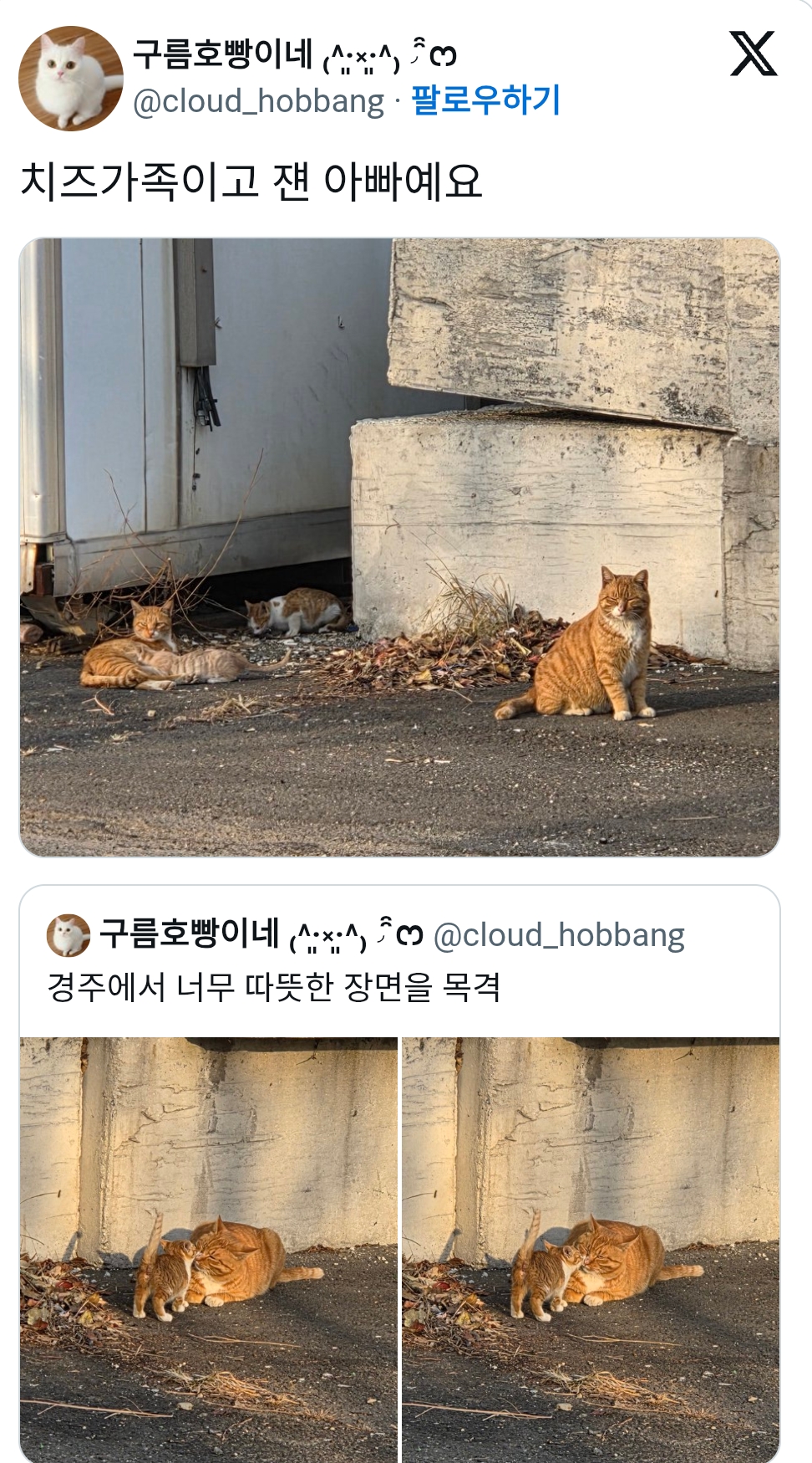 치즈냥이-가족-0-이미지