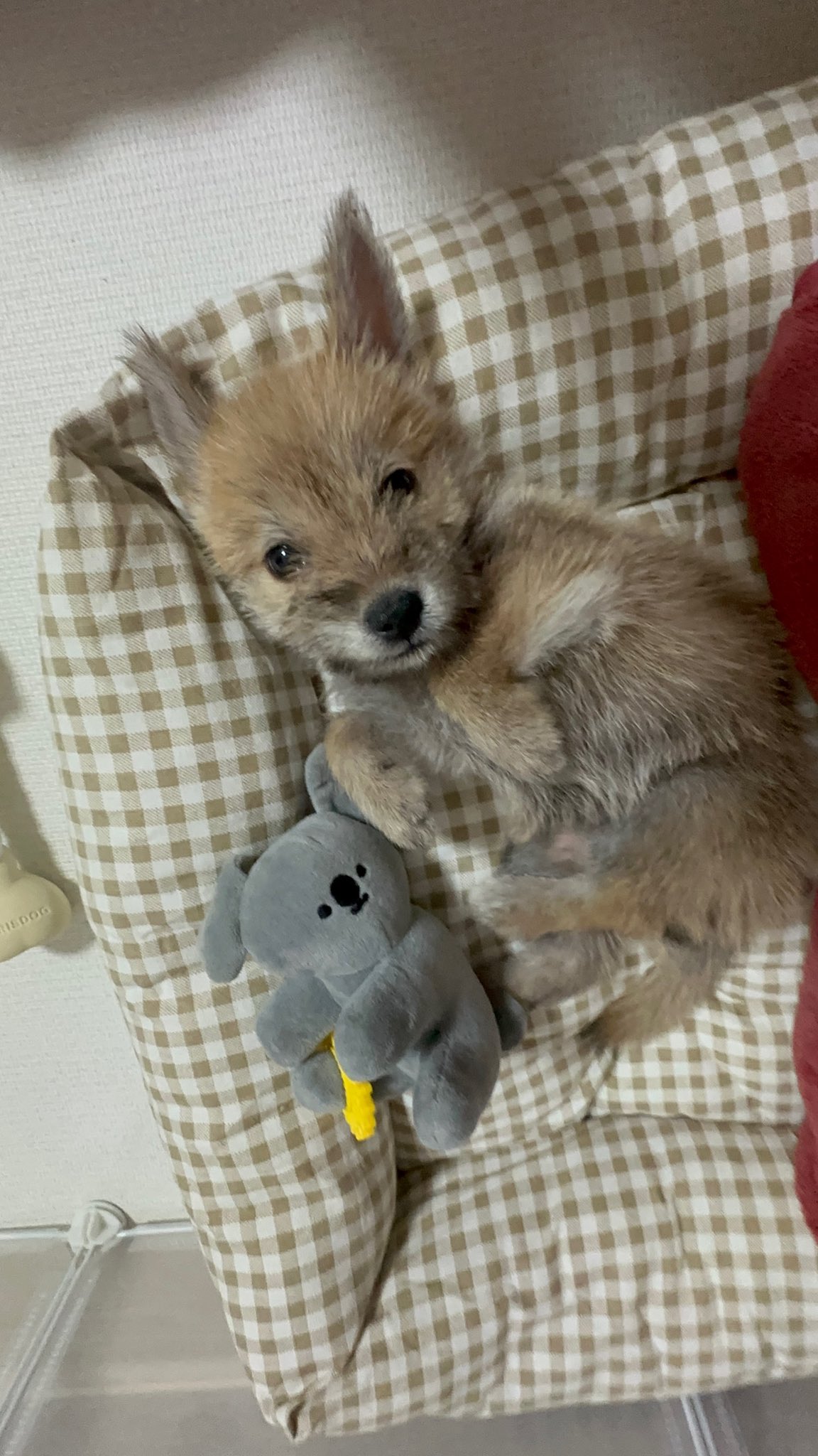 어느-학교-앞에-버려져-스티로폼-박스에-담겨-왔던-가나디.twt-34-이미지