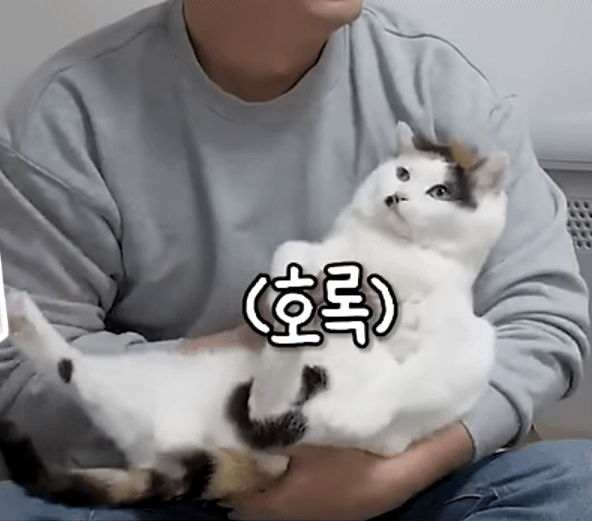 길고양이를-12년간-임보한-사람-9-이미지