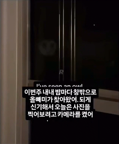 매일-밤-올빼미가-찾아와서-동영상을-찍었는데-0-이미지
