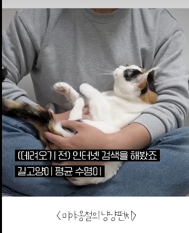 길고양이를-12년간-임보한-사람-1-이미지