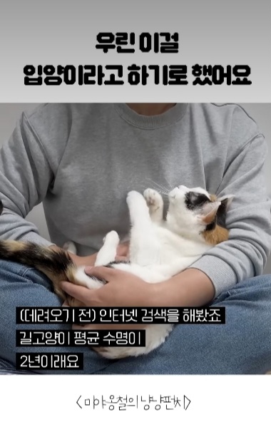 길고양이를-12년간-임보한-사람-2-이미지