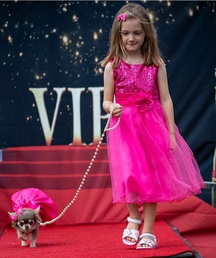 영국에서-열린-자기가-예쁜거-아는-800마리-치와와-미인-대회-2-이미지