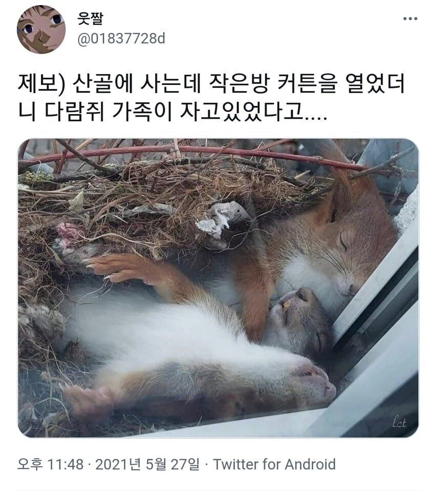 산골에서-살면-볼-수-있는-장면.jpg-1-이미지