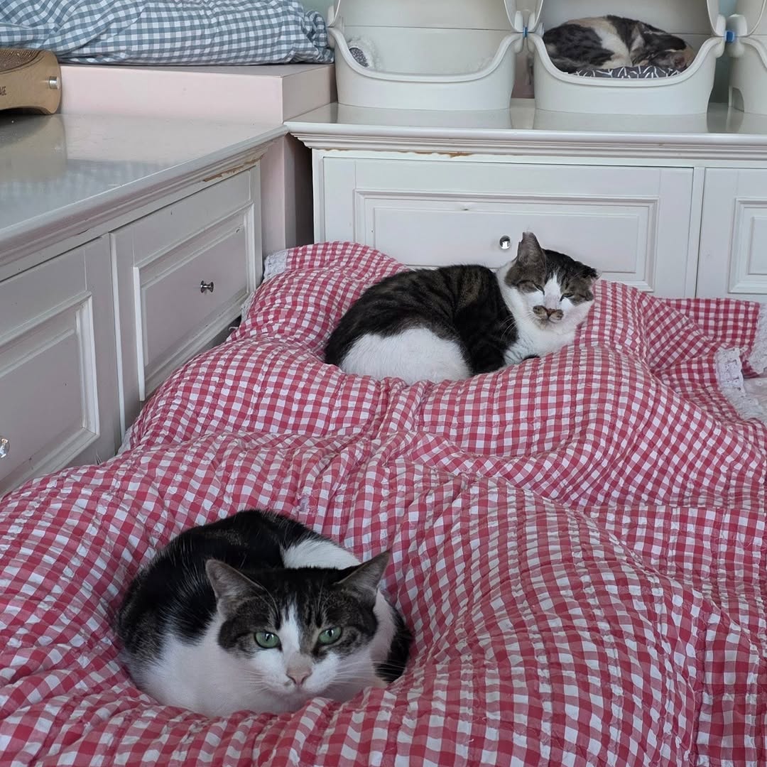 유기묘-보호소에-간식+사료-기부한-나폴리-맛피아-9-이미지