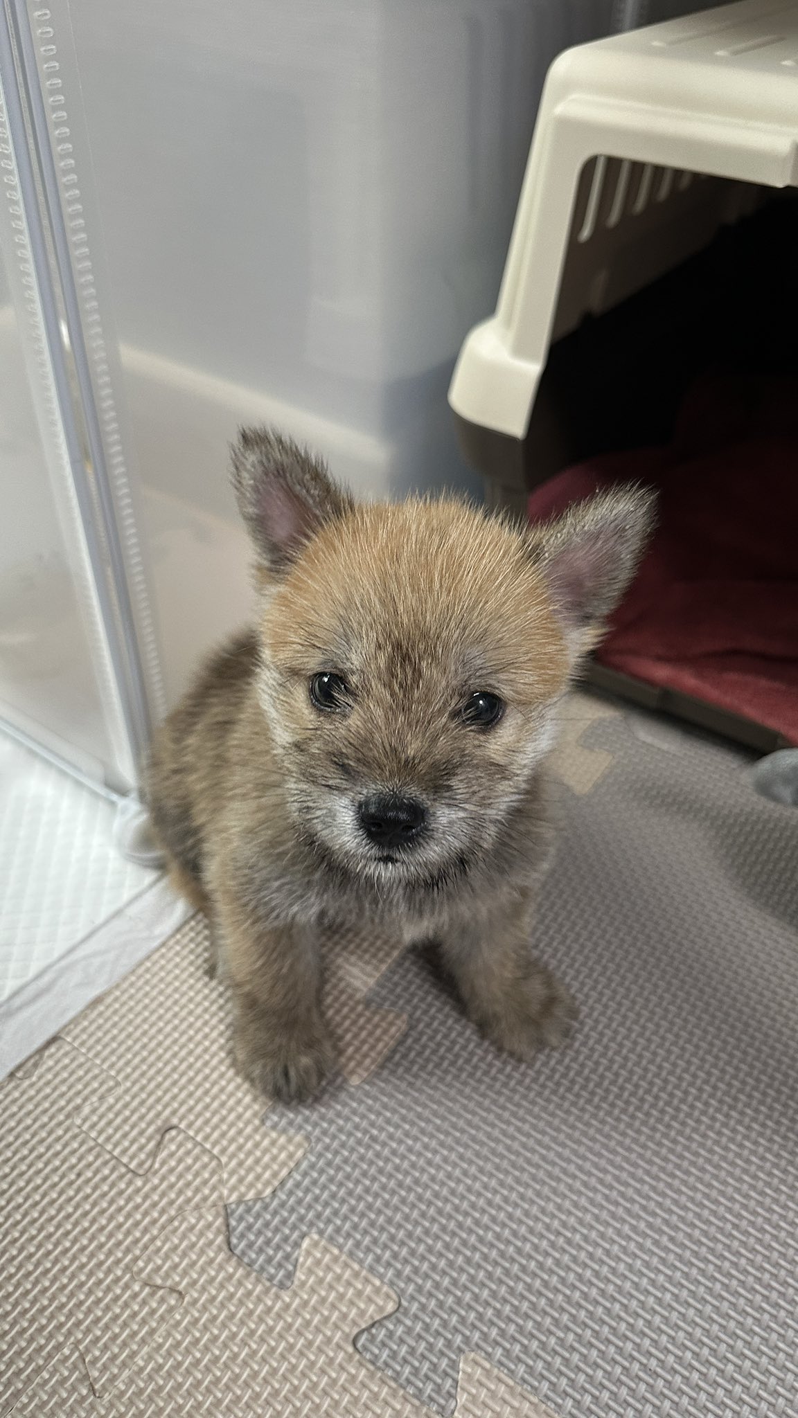 어느-학교-앞에-버려져-스티로폼-박스에-담겨-왔던-가나디.twt-13-이미지