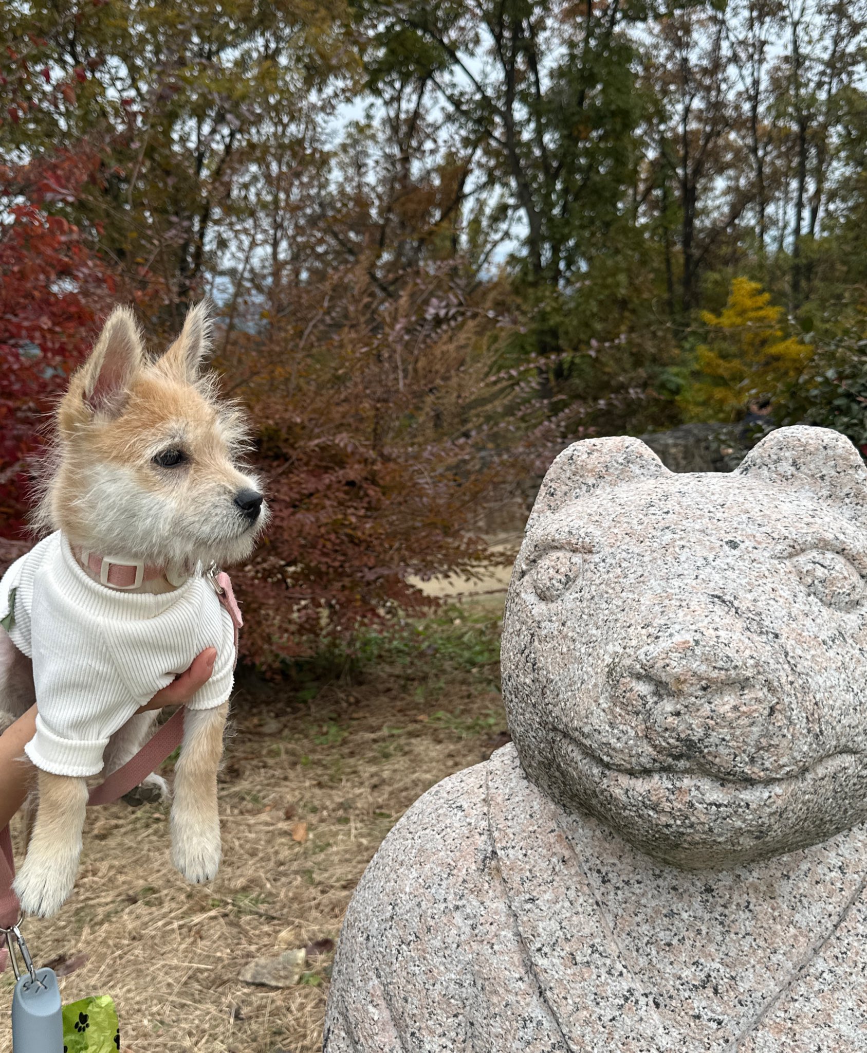 어느-학교-앞에-버려져-스티로폼-박스에-담겨-왔던-가나디.twt-78-이미지