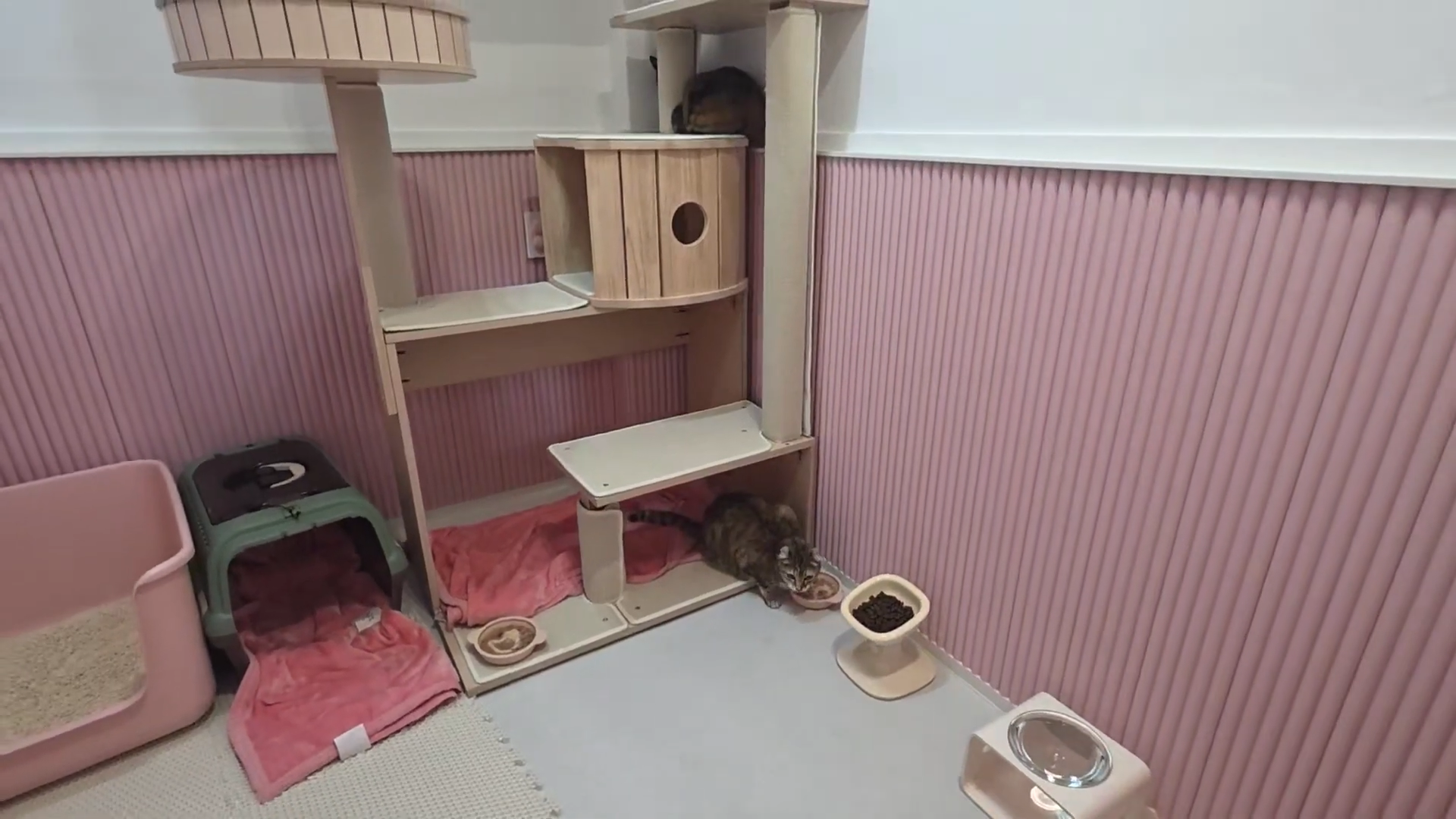 엄마에게-맡긴-고양이-2마리-유기---고양이원탐정-11-이미지