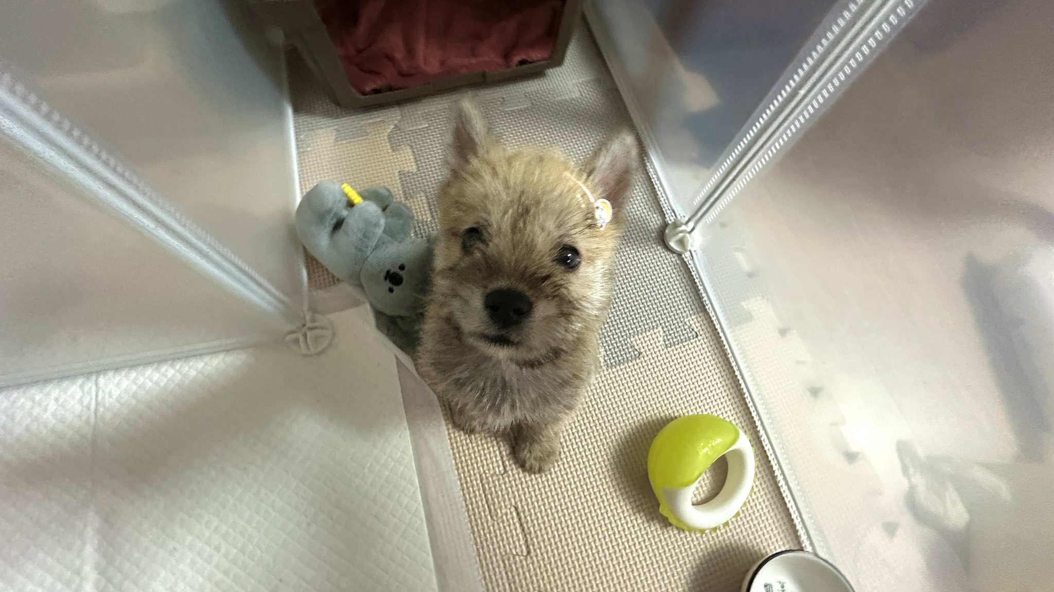 어느-학교-앞에-버려져-스티로폼-박스에-담겨-왔던-가나디.twt-17-이미지