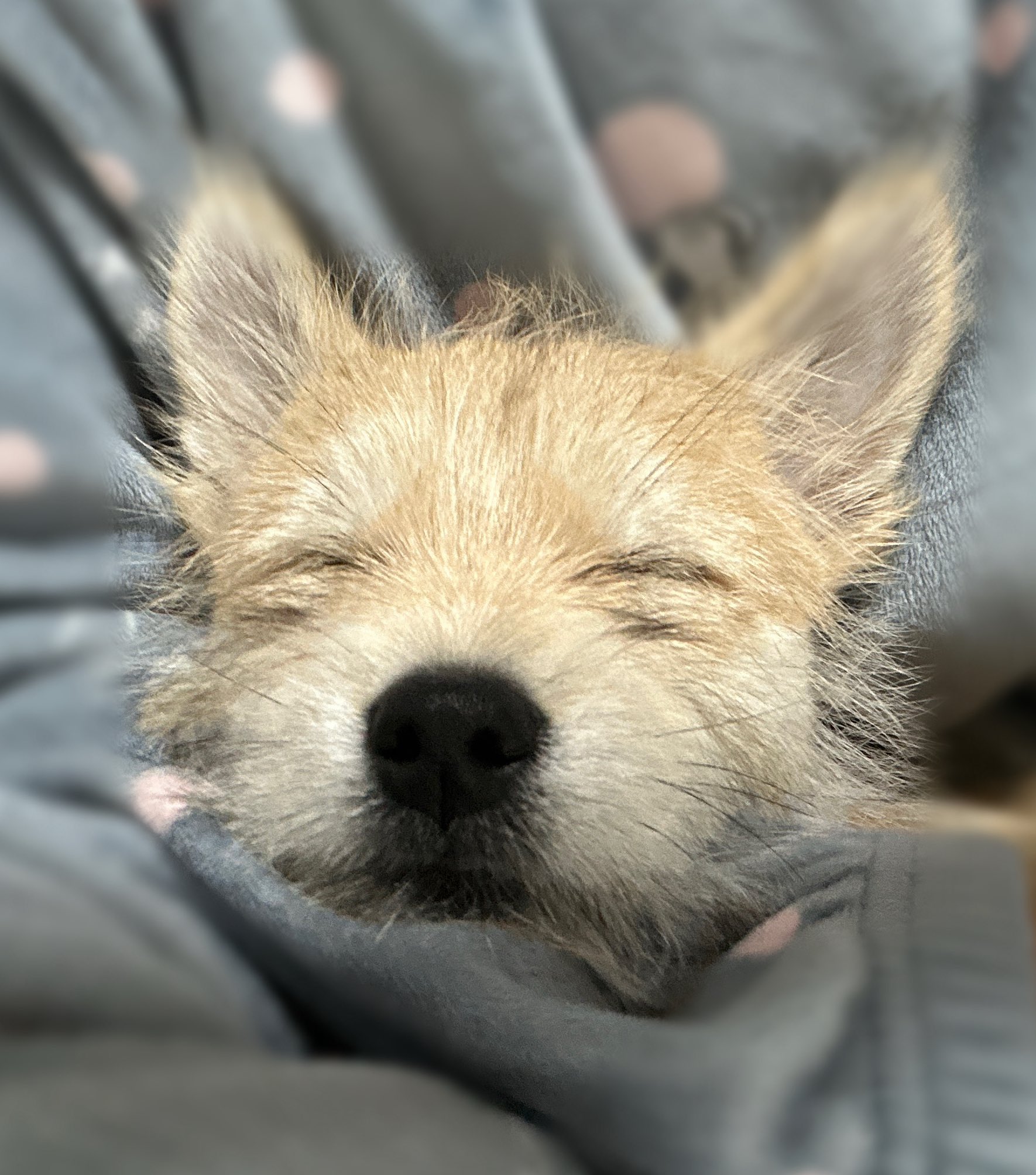 어느-학교-앞에-버려져-스티로폼-박스에-담겨-왔던-가나디.twt-56-이미지