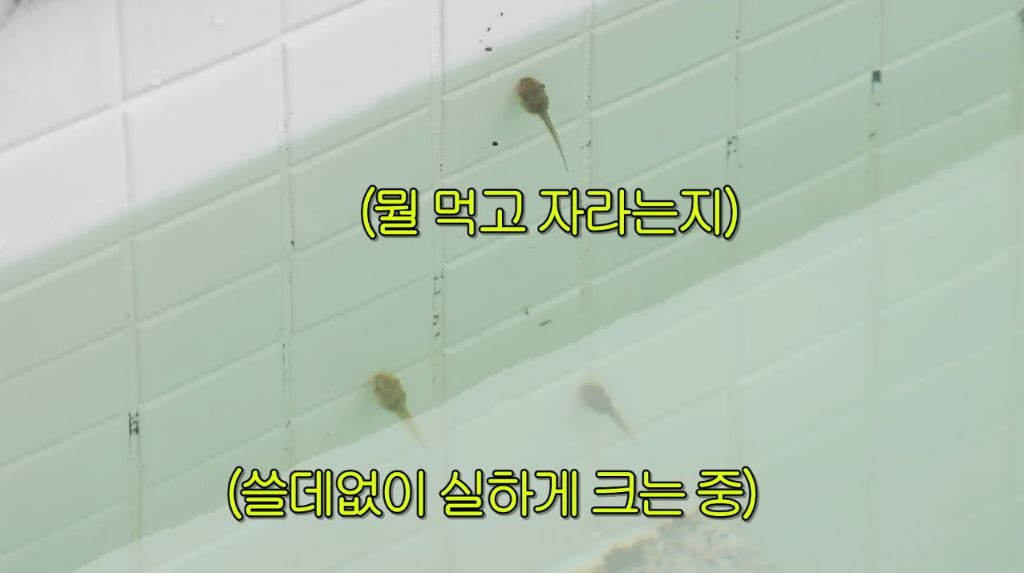 한혜진의-홍천집-망한-포인트-중-하나가-야외-수영장인-이유-6-이미지