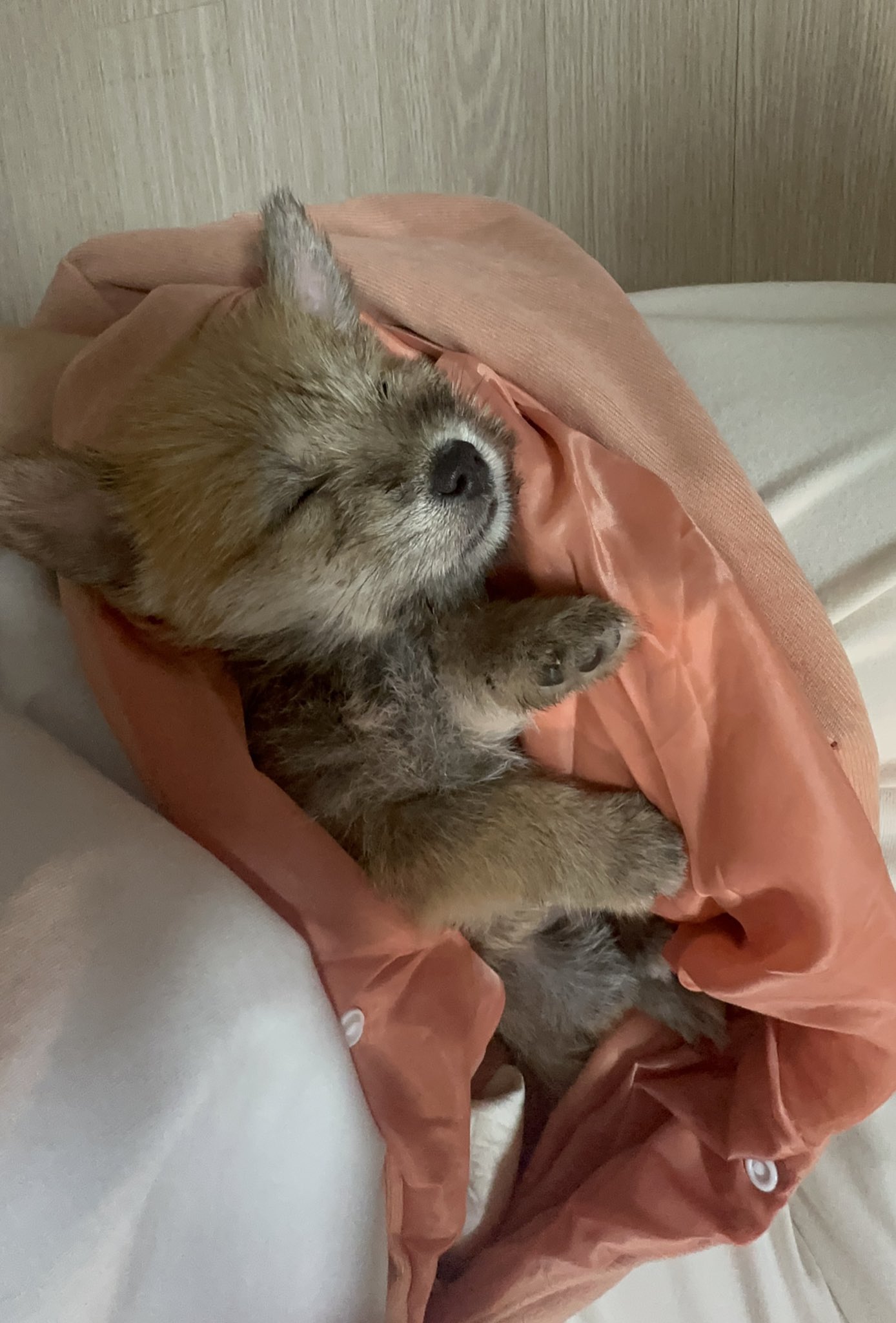 어느-학교-앞에-버려져-스티로폼-박스에-담겨-왔던-가나디.twt-15-이미지