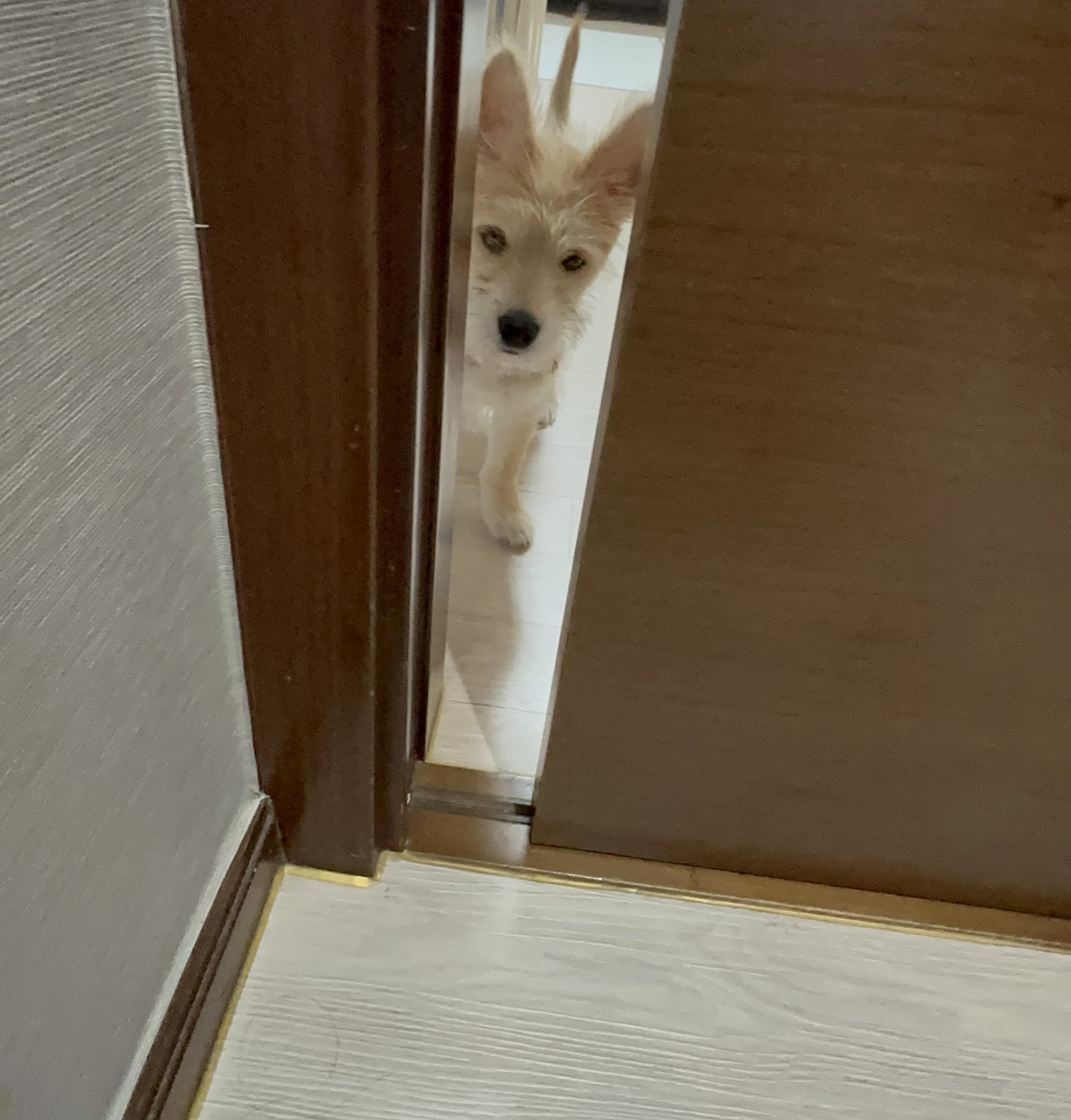 어느-학교-앞에-버려져-스티로폼-박스에-담겨-왔던-가나디.twt-59-이미지