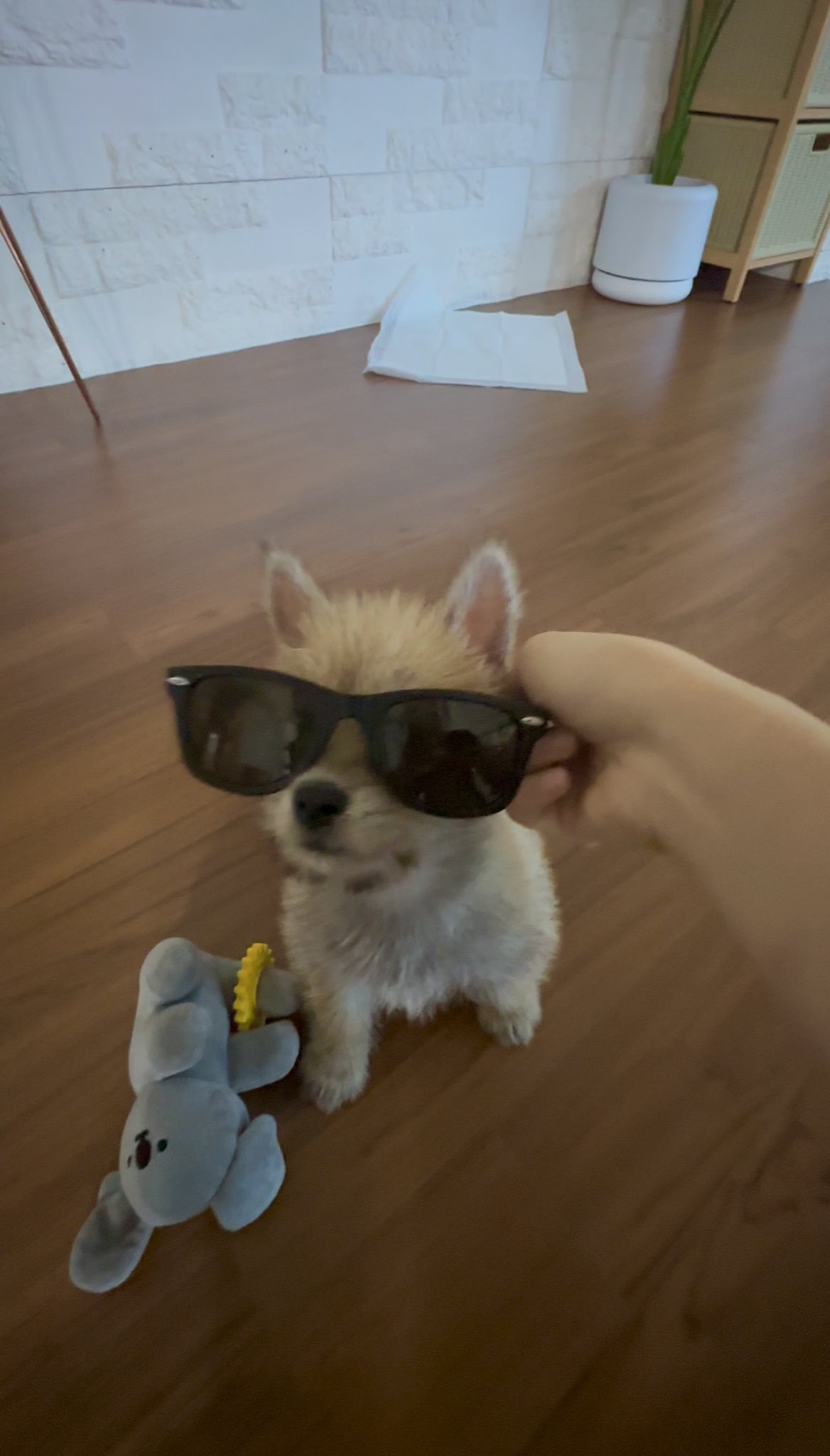 어느-학교-앞에-버려져-스티로폼-박스에-담겨-왔던-가나디.twt-41-이미지