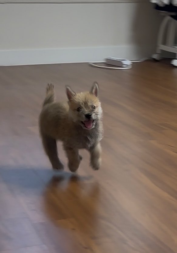 어느-학교-앞에-버려져-스티로폼-박스에-담겨-왔던-가나디.twt-31-이미지