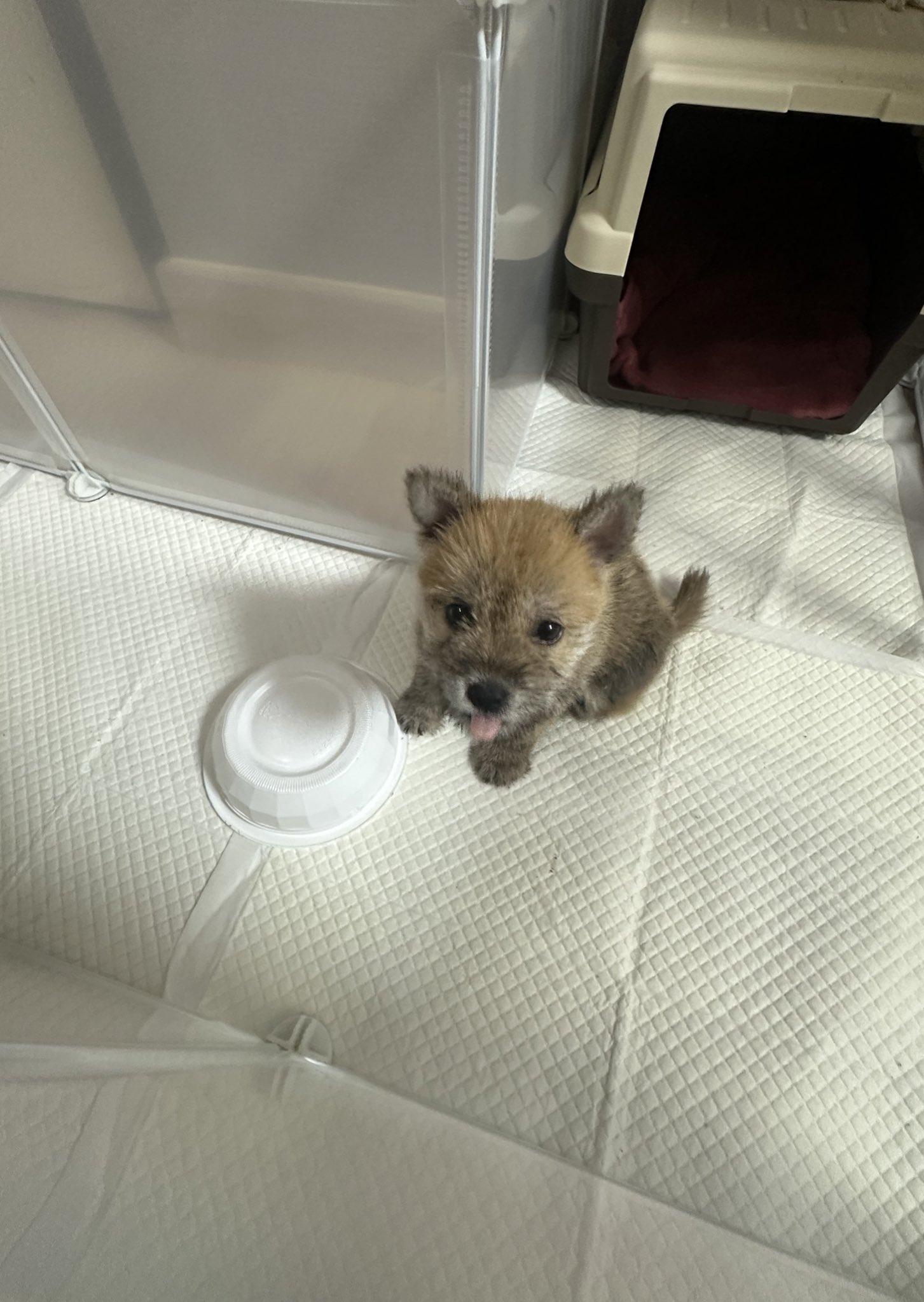 어느-학교-앞에-버려져-스티로폼-박스에-담겨-왔던-가나디.twt-8-이미지