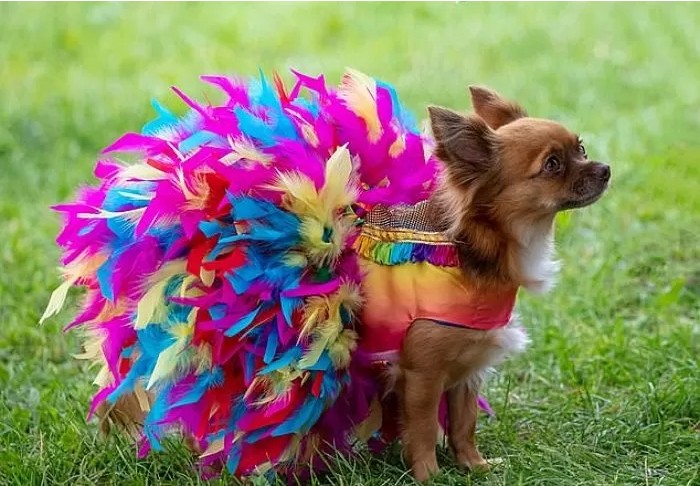 영국에서-열린-자기가-예쁜거-아는-800마리-치와와-미인-대회-10-이미지