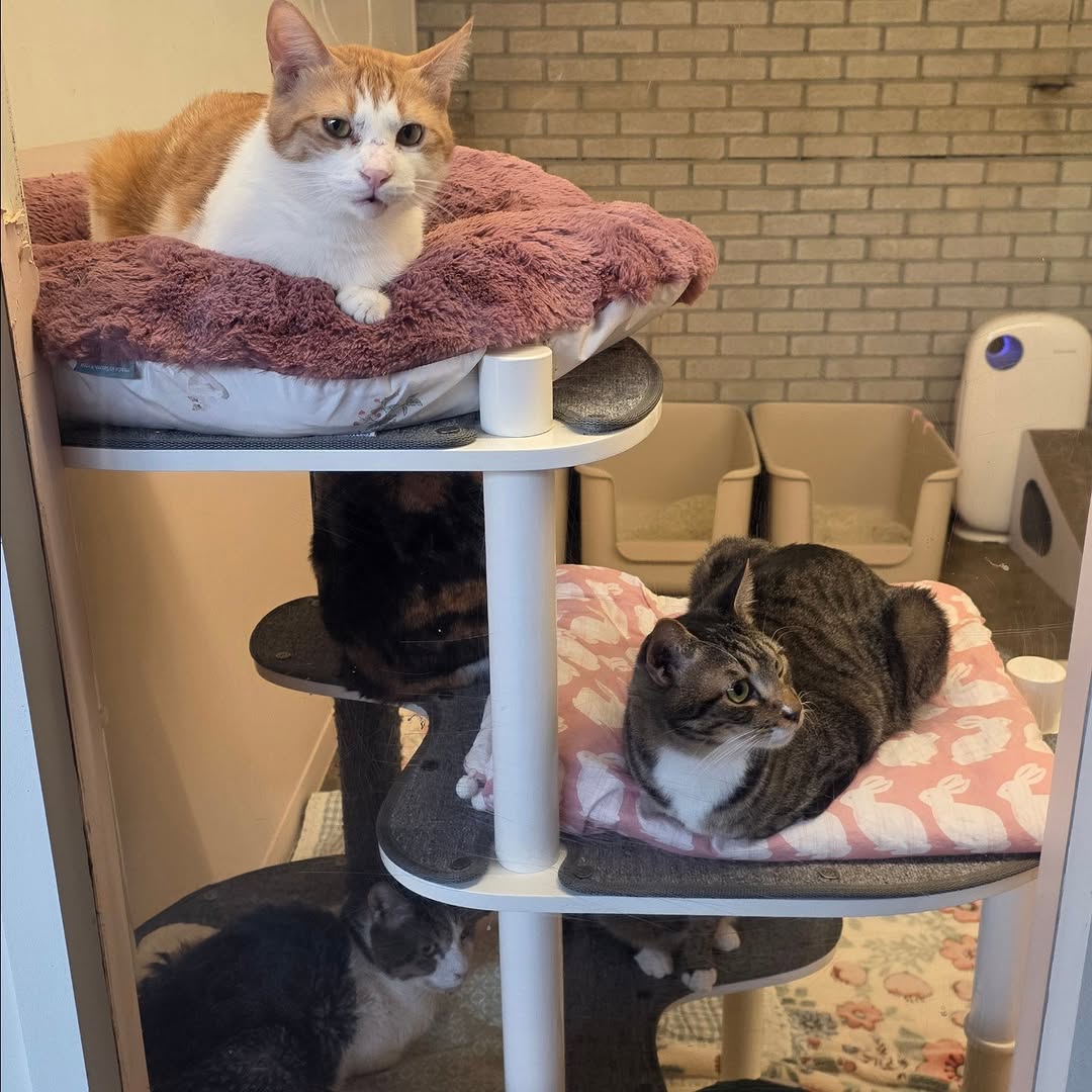 유기묘-보호소에-간식+사료-기부한-나폴리-맛피아-8-이미지