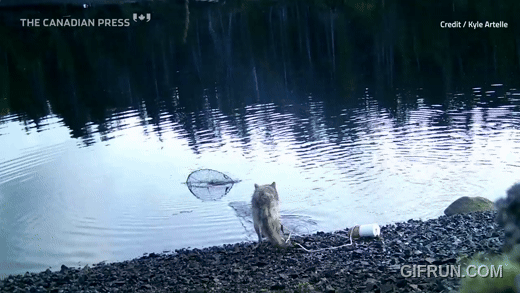 통발-미끼-몰래-훔쳐먹은-범인-.gif-1-이미지