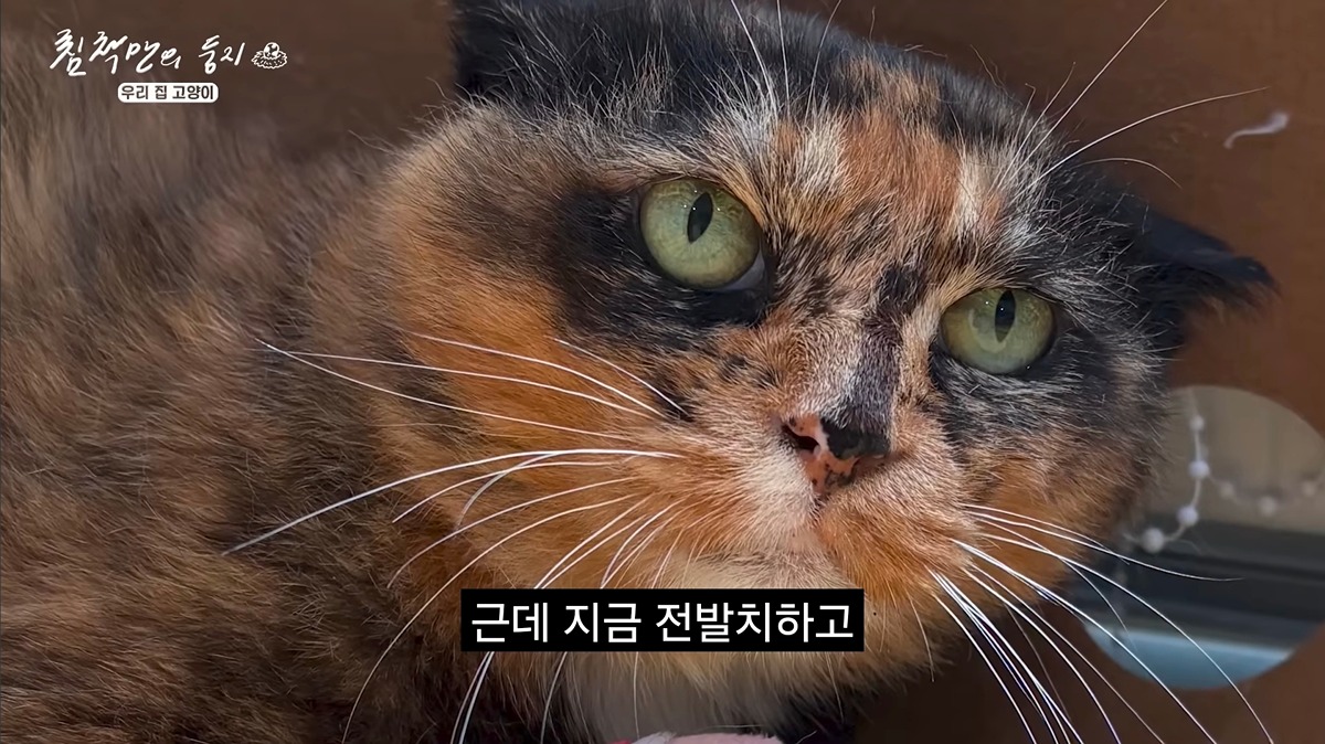 유기묘-보호소에-간식+사료-기부한-나폴리-맛피아-20-이미지