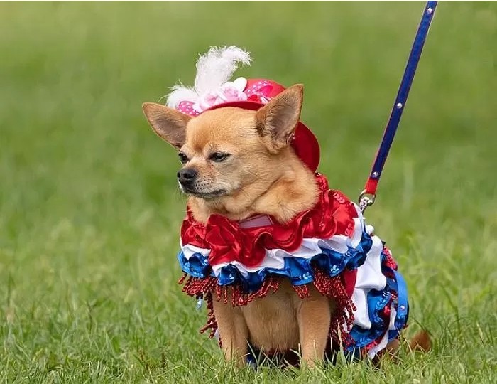 영국에서-열린-자기가-예쁜거-아는-800마리-치와와-미인-대회-12-이미지