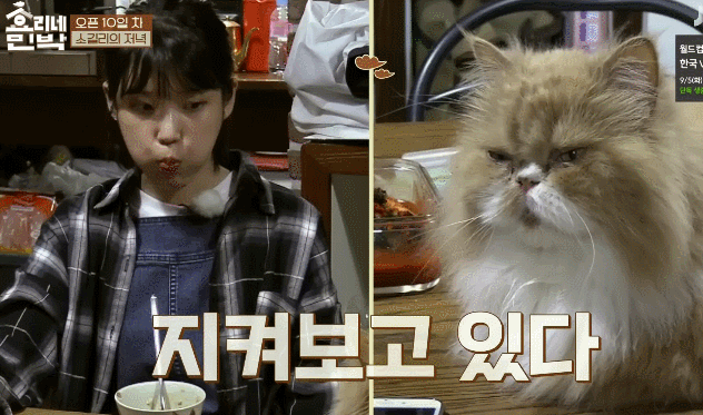 8년전-효리네-민박-속-아이유.gif-19-이미지