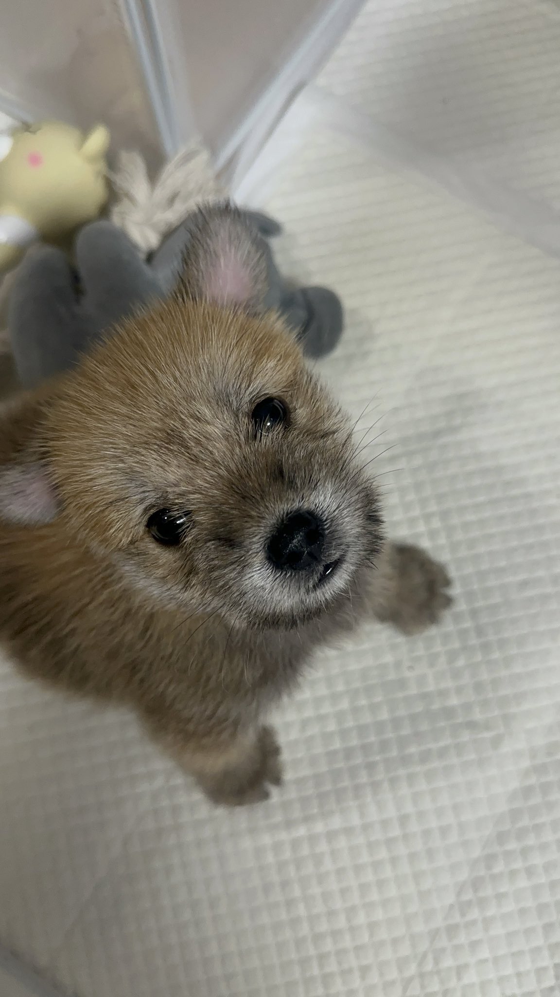 어느-학교-앞에-버려져-스티로폼-박스에-담겨-왔던-가나디.twt-2-이미지