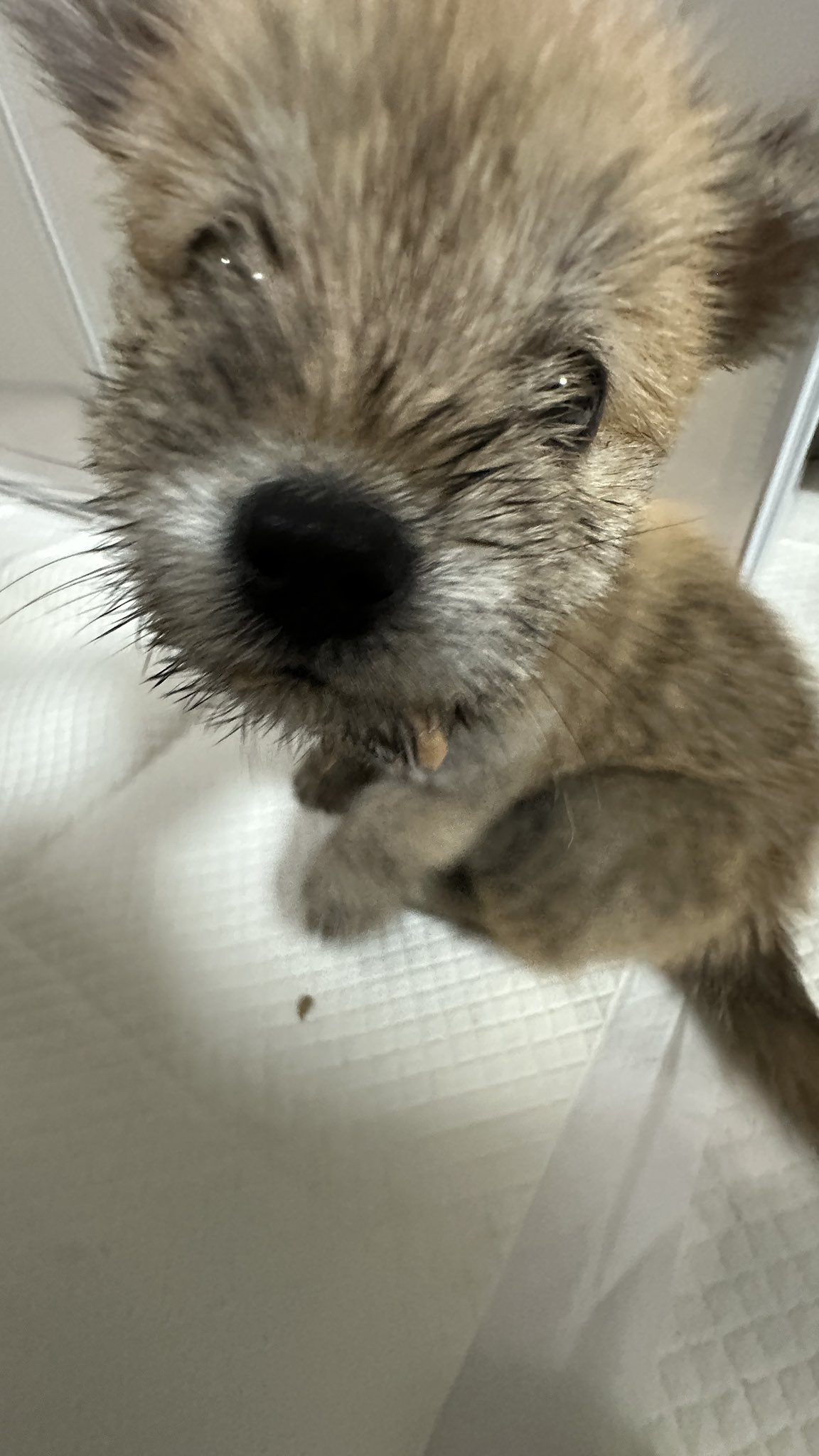 어느-학교-앞에-버려져-스티로폼-박스에-담겨-왔던-가나디.twt-55-이미지